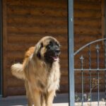 Leonberger