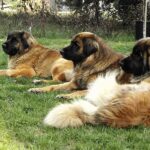 Leonberger