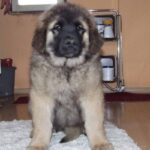 Leonberger