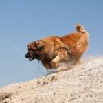 Leonberger