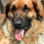 Leonberger