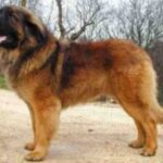 Leonberger