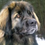 Leonberger