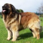 Leonberger