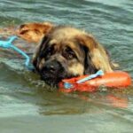 Leonberger