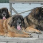 Leonberger