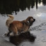 Leonberger