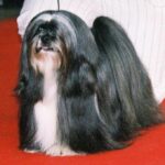 Lhasa Apso