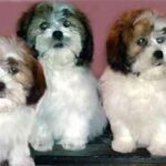 Lhasa Apso