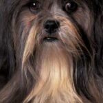 Lhasa Apso