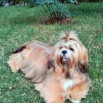 Lhasa Apso