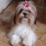 Lhasa Apso