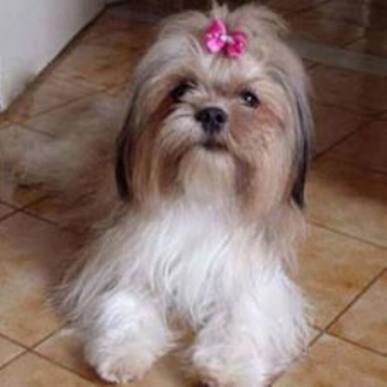 Lhasa Apso