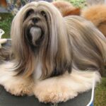 Lhasa Apso
