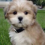 Lhasa Apso