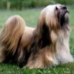 Lhasa Apso
