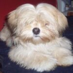 Lhasa Apso