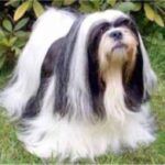 Lhasa Apso