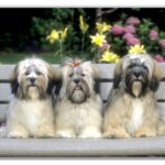 Lhasa Apso