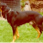 liten berner- / jura- / luzerner- /schweizerstøver