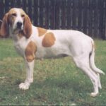 liten berner- / jura- / luzerner- /schweizerstøver