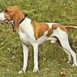liten berner- / jura- / luzerner- /schweizerstøver