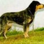 liten berner- / jura- / luzerner- /schweizerstøver