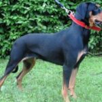 Lithuiansk hund