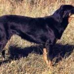Lithuiansk hund