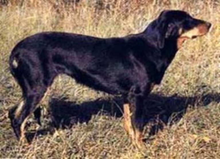 Lithuiansk hund