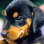 Lithuiansk hund