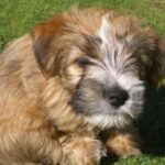 Lucas Terrier