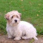 Lucas Terrier