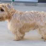 Lucas Terrier