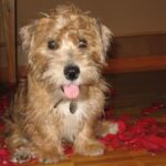 Lucas Terrier