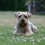 Lucas Terrier
