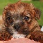 Lucas Terrier