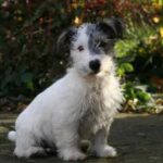 Lucas Terrier