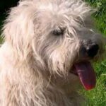 Lucas Terrier