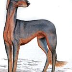 Mahratta mynde