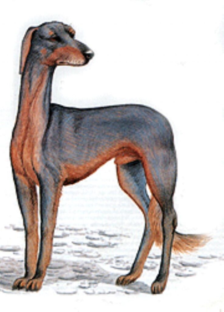 Mahratta mynde