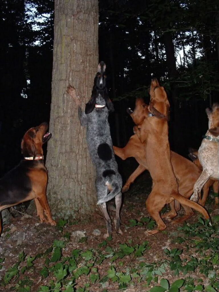 Majestic trehund
