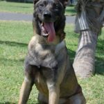 Malinois