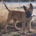 Malinois