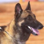 Malinois