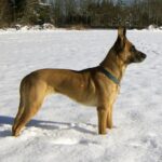 Malinois