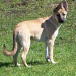 Malinois