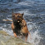 Malinois