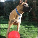 Malinois