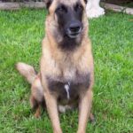 Malinois